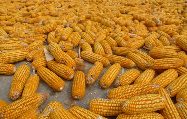 Много початков кукурузы на ферме