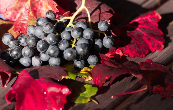 Синий виноград сидит на столе с красными листьями