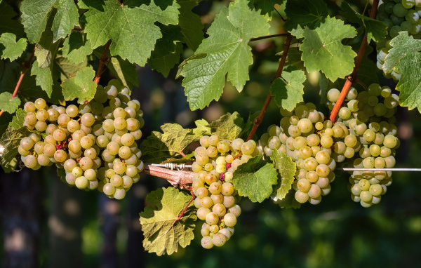 Гроздья красивого белого винограда на лозе