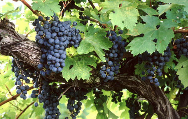 Большие гроздья синего винограда в зеленых листьях 