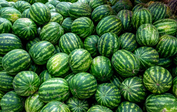 Много полосатых зеленых арбузов