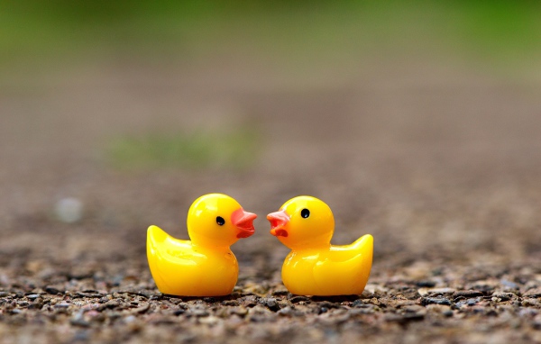 Две игрушечных желтых уточки на асфальте 