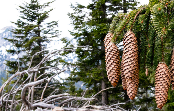 Большие шишки на зеленой ветке ели крупным планом