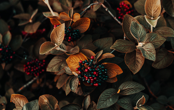 Черные ягоды в листьях крупным планом