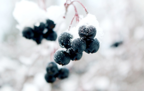 Черные ягоды на ветке в снегу крупным планом