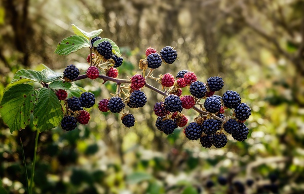 Черные ягоды ежевики на ветке 