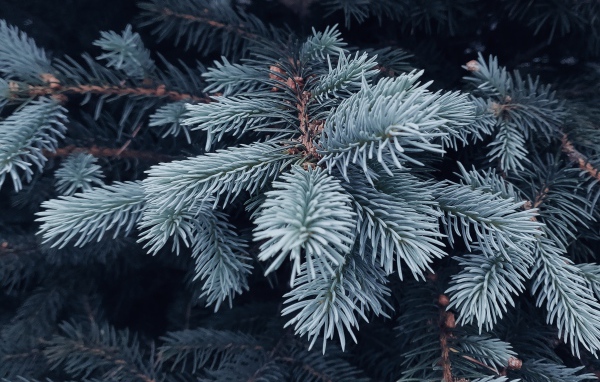 Ветка голубой ели крупным планом