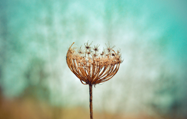 Зонтик высохшего растения крупным планом