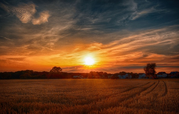 Рассвет над полем с желтой пшеницей