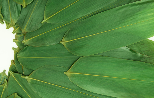 Зеленые кукурузные листья на белом фоне