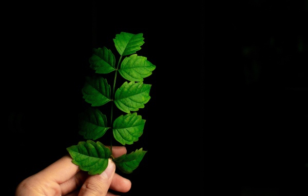 Зеленый лист в руке на черном фоне