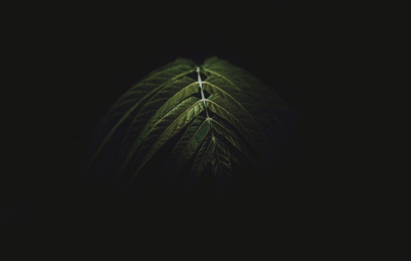 Зеленый лист на черном фоне 