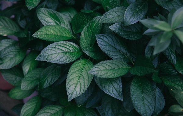 Зеленые листья куста крупным планом