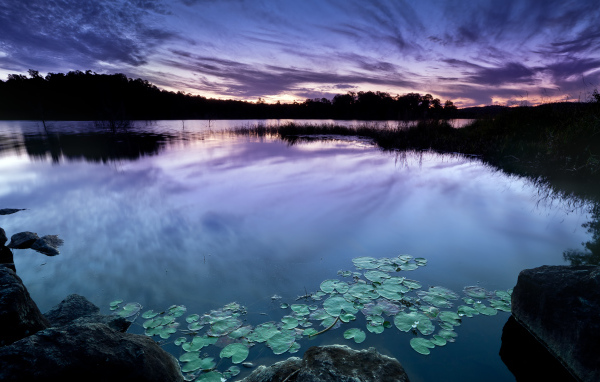 Зеленые листья водяной лилии в пруду на фоне неба в сумерках