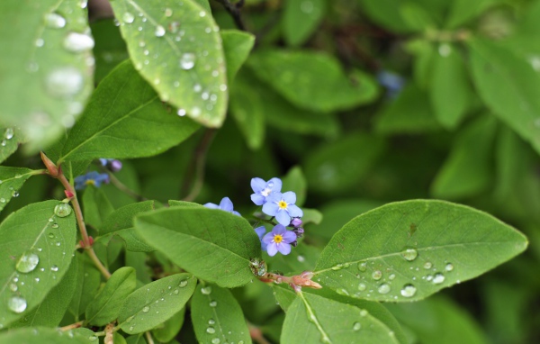 Зеленые листья с маленькими цветами в каплях росы