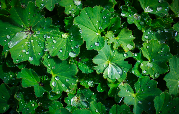 Зеленые листья с каплями воды крупным планом