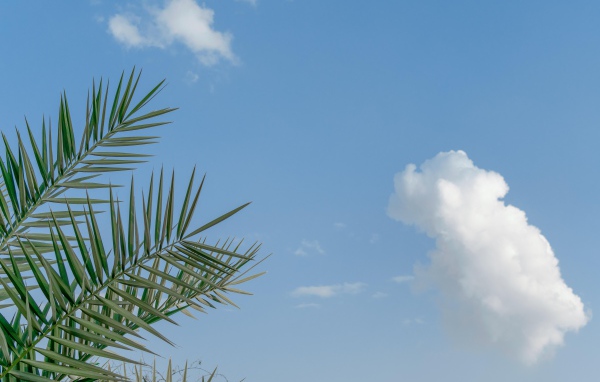 Зеленые пальмовые ветви на фоне голубого неба