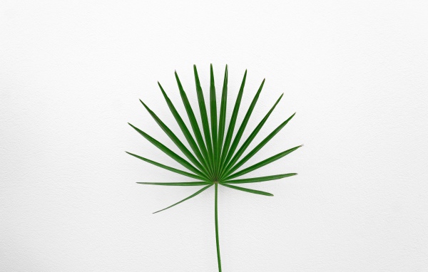 Зеленый пальмовый лист на белом фоне
