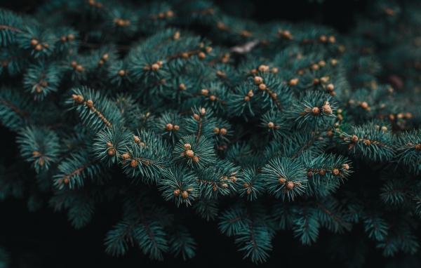 Зеленая ветка ели с шишками