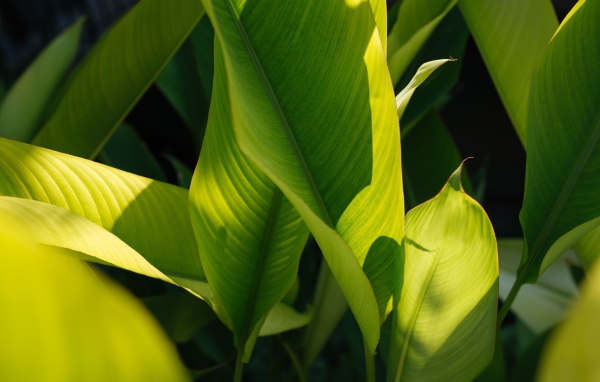 Много зеленых листьев растения в лучах солнца