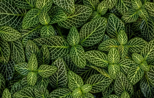 Много зеленых листьев растения с белыми полосками