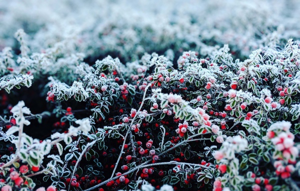 Красные ягоды покрытые инеем 