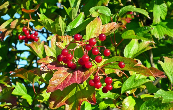 Красная калина в зеленых листьях крупным планом