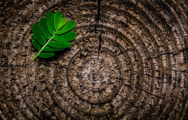 Кольца на пне дерева с зеленым листом
