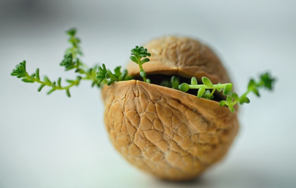 Ростки пробиваются сквозь скорлупу ореха на сером фоне