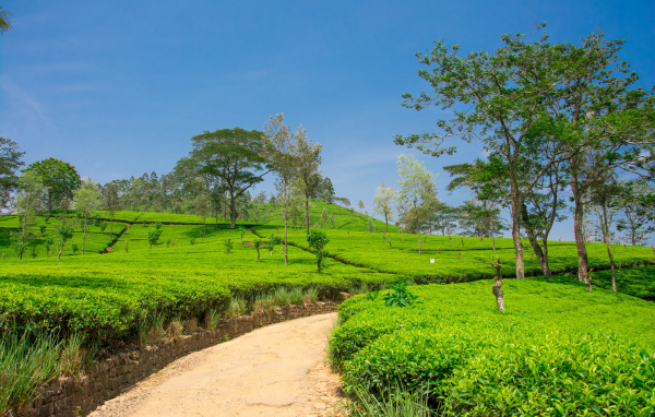 Чайные плантации с деревьями под голубым небом