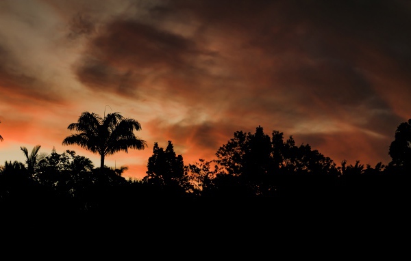 Силуэту деревьев под грозовым небом вечером