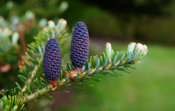 Две молодые шишки на ветке зеленой ели