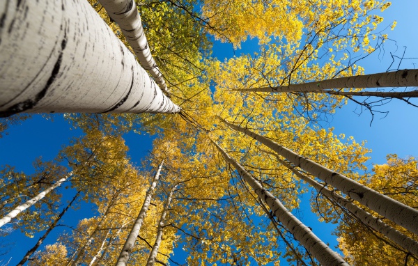 Желтые кроны берез под голубым небом