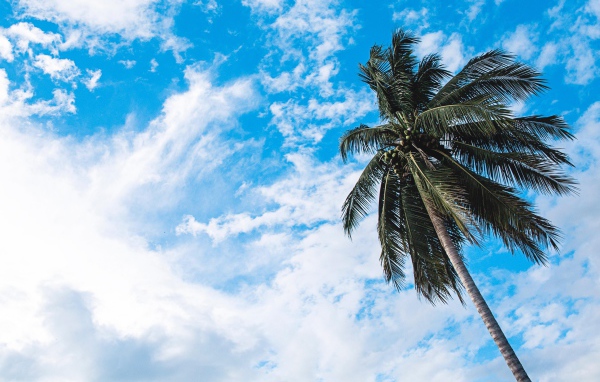 Зеленая пальма на фоне голубого неба с белыми облаками