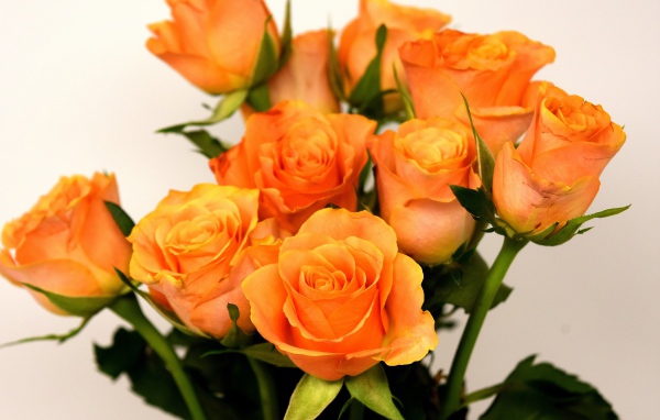 Букет красивых оранжевых роз на сером фоне