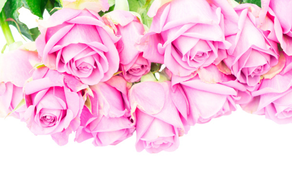 Букет розовых роз на белом фоне крупным планом