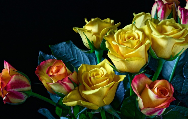 Букет желто - розовых роз на черном фоне