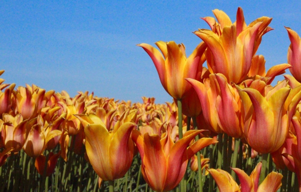 Много оранжевых тюльпанов на фоне голубого неба