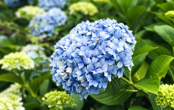 Красивый голубой цветок гортензии на клумбе 