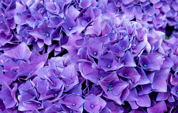Красивые синие цветы гортензии крупным планом