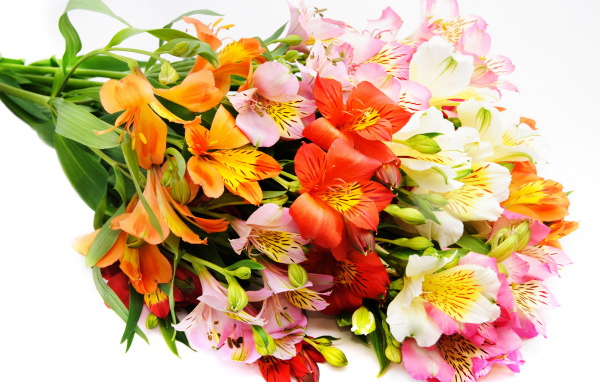 Красивый букет разноцветных цветов альстромерия на белом фоне