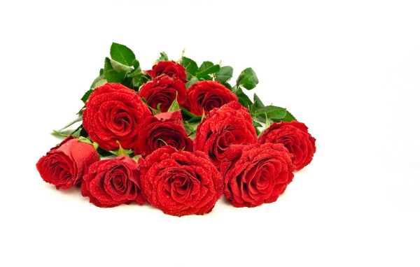 Красивый букет красных роз в каплях росы на белом фоне