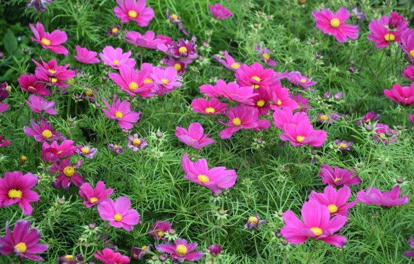 Красивые нежные розовые цветы космея на клумбе