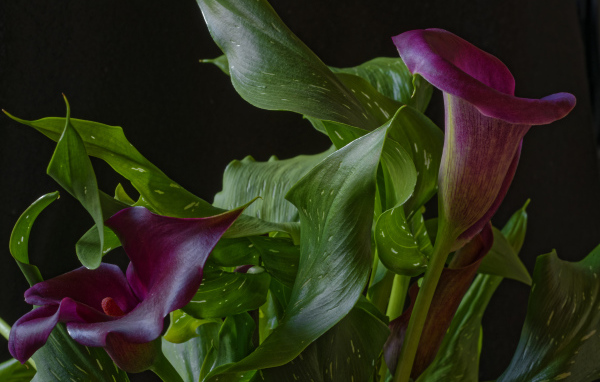 Красивые цветы каллы с зелеными листьями на черном фоне
