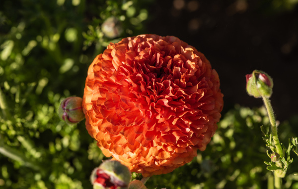 Красивый оранжевый лютик с бутонами крупным планом