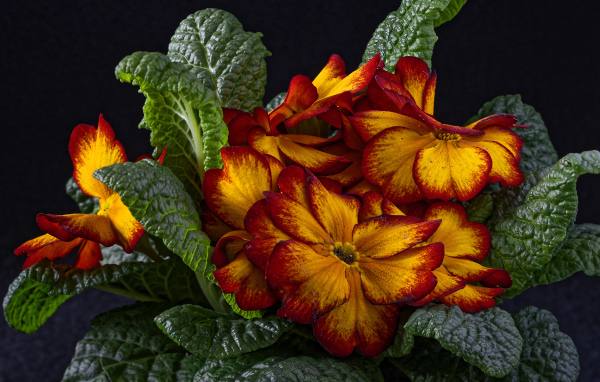 Красивый оранжевый комнатный цветок примула крупным планом