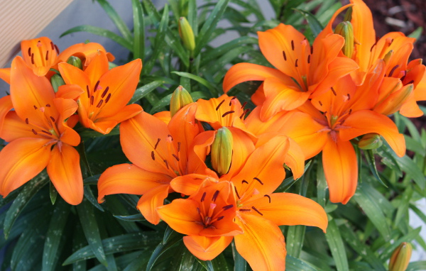 Красивые оранжевые лилии с бутонами на клумбе