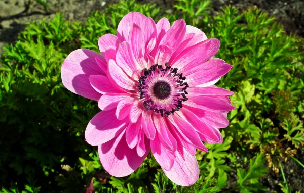 Красивый розовый цветок анемона крупным планом