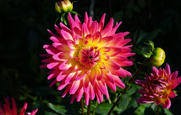 Красивая розовая георгина с желтой серединой с бутонами