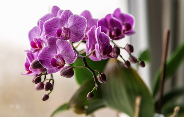 Красивые розовые цветы орхидеи с бутонами крупным планом
